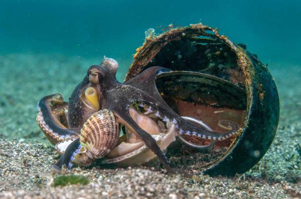 Bild 1 von 5: Ader-Oktopusse nutzen gerne Kokosnussschalen und Muscheln als Zufluchtsort.