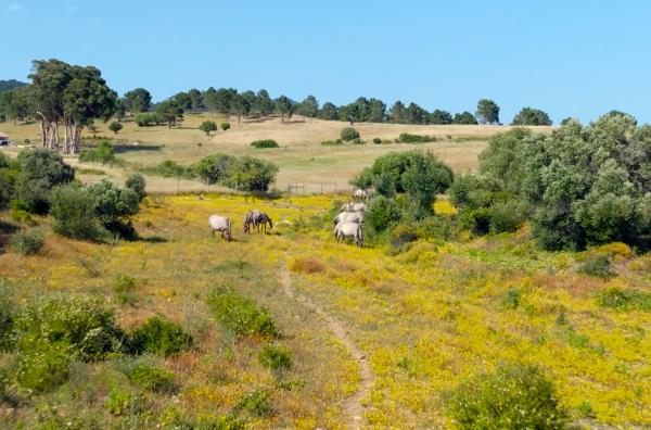 Bild 1 von 3: Wildpferde, die sogenannten Sorraias, tragen im Naturpark Sintra-Cascais unter anderem zur Eindämmung von Waldbränden bei.