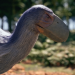 Die Erben der Dinos