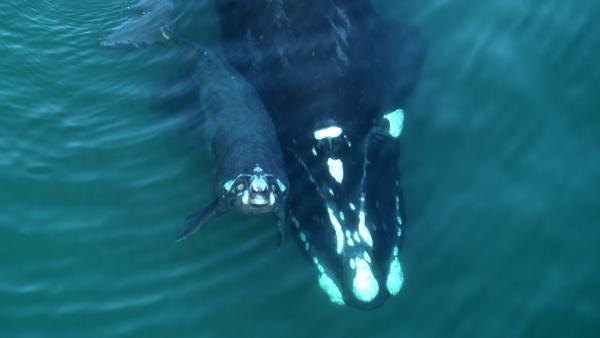 Bild 1 von 15: Das Glattwalweibchen bleibt mir dem neugeborenen Kalb rund 6 Monate in einer Bucht vor der Halbinsel Valdés.