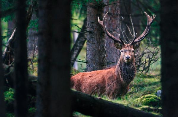 Bild 1 von 2: Ein Rothirsch wandert vom Hochgebirge hinab zu den Mooren des Voralpenlandes