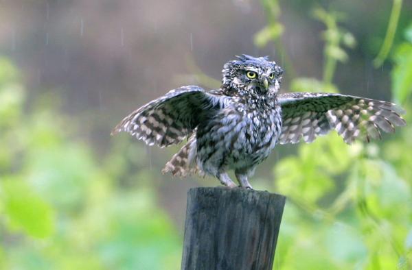 Bild 1 von 3: Ein Steinkauz genießt die willkommene Regendusche.