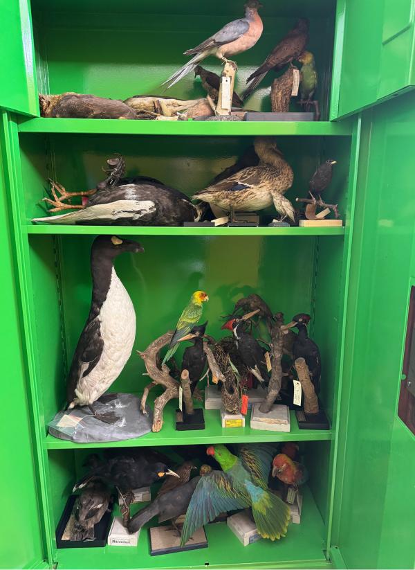 Bild 1 von 9: In einem Safe der Naturhistorischen Sammlungen in Dresden liegen die letzten ihrer Art - ausgestorbene Vogelarten wie Wandertaube, Riesenalk und Elfenbeinspecht.