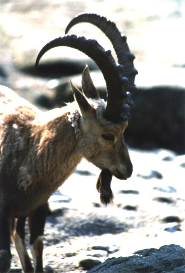 Bild 1 von 2: Wenn es draußen kalt wird, ziehen wir uns zurück, erleben den Advent als eine eher besinnliche manchmal auch ruhigere Zeit. Auch draußen in Wald und Feld scheint es ruhig geworden zu sein. Doch da gibt es Spuren - und wer ein wenig unterscheiden kann, welche Abdrücke zu welchem Tier gehören, dem erzählt der Schnee viele spannende Geschichten. Im Bild: Ein Steinbock im Schnee.