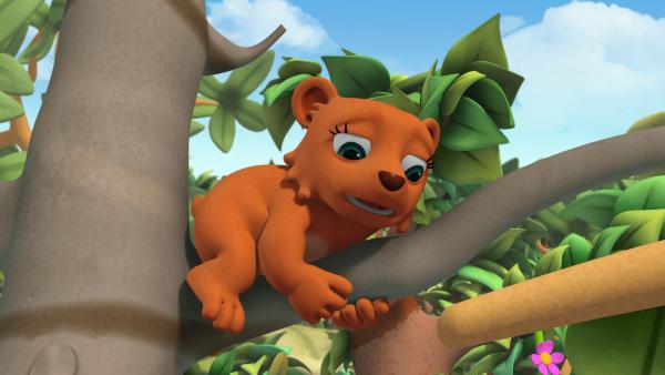 Bild 1 von 3: Bärchen Honey sitzt hoch oben im Baum fest und kann alleine nicht mehr runter.