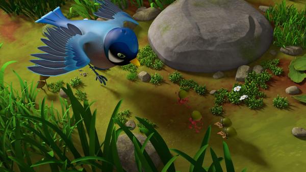 Bild 1 von 4: Die Blaumeise greift die beiden Ameisen und die beiden Bienen an.