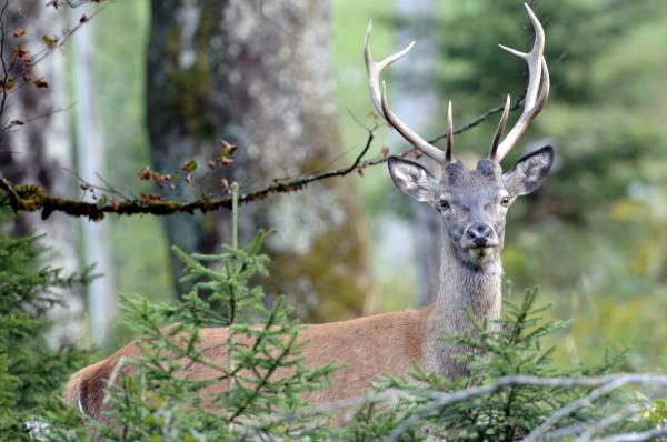 Bild 1 von 8: Im Bild: Hirsch.