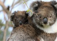 Australien