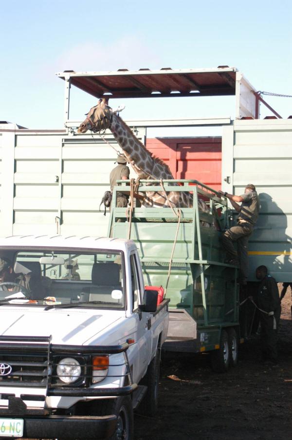 Bild 1 von 11: Die Giraffe muss rückwärts durch die Truckluke befördert werden.
