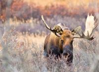 Amerikas Naturwunder: Das Tor zur Arktis
