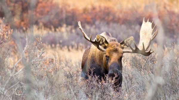 Bild 1 von 6: Im Bild: Elch.