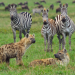 Afrikas Ikonen der Tierwelt