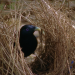 Baumeister der Wildnis
