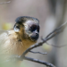 Tierkinder der Wildnis