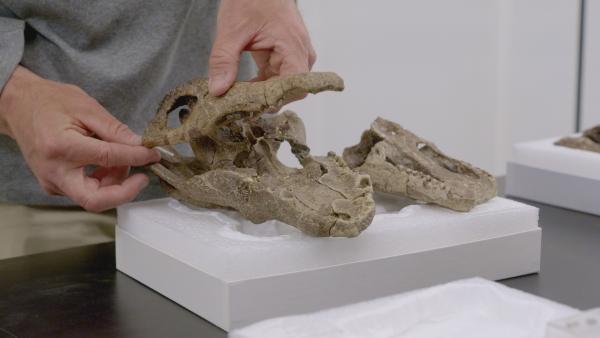 Bild 1 von 6: In der Wüste von Colorado finden die Wissenschaftlerinnen und Wissenschaftler viele außergewöhnliche Fossilien, darunter auch Schädel von urzeitlichen Krokodilen.