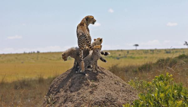 Bild 1 von 5: Gepardenweibchen bringen ihre Jungen in einem Versteck zur Welt, das die Kleinen in den nächsten acht Wochen nicht verlassen werden.