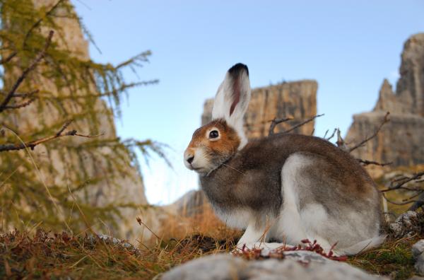 Bild 1 von 1: Tiere sind an den Winter in den Bergen angepasst: Der Schneehase ist in seinem Winterkleid gut getarnt.