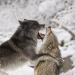 Fight Club der Tiere - Kampf der Titanen
