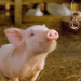 Schweinchen Wilbur und seine Freunde