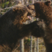 Fight Club der Tiere - Tierische Waffen
