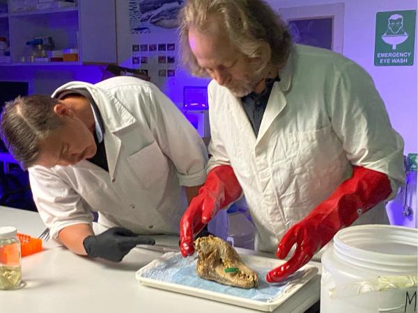 Bild 1 von 8: Andrew Pask und Kevin Rowe untersuchen alle Präparate des australischen Beutelwolfs, um typische Merkmale zu identifizieren.