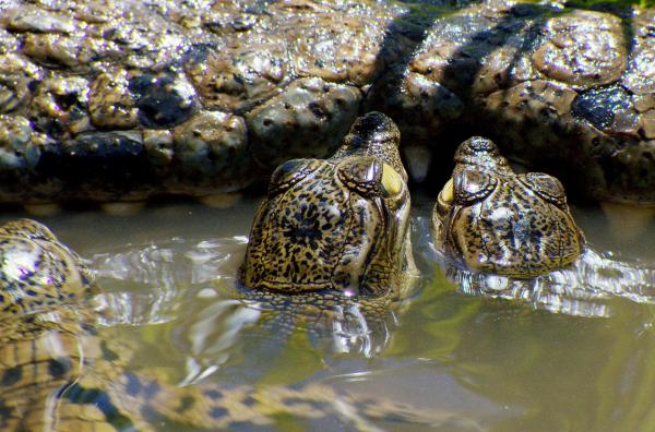 Bild 1 von 6: Junge Krokodilschlüpflinge im Wasser vor ausgewachsenem Tier