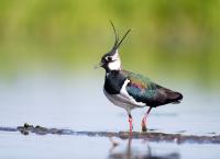 Braunkehlchen, Kiebitz & Kaiseradler - Wie retten wir Österreichs Vogelwelt?