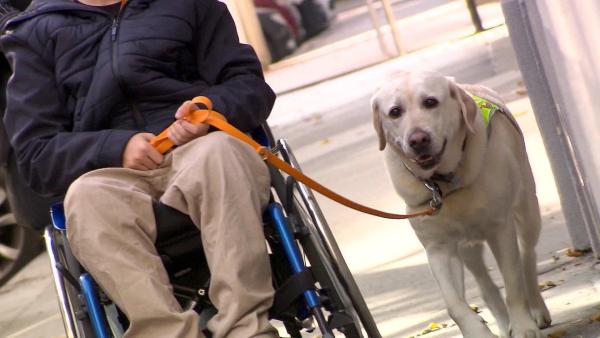 Bild 1 von 1: Im Bild: Assistenzhund.