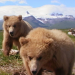 Grizzly Man