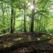Unsere Wälder