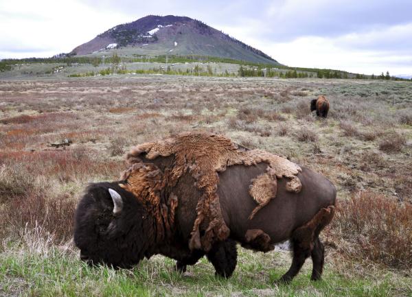 Bild 1 von 1: Bison im Yellowstone-Park, USA.