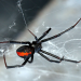 Toxische Tierwelt