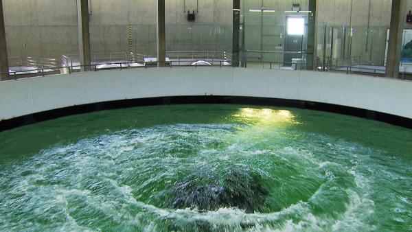 Bild 1 von 12: Im Bild: Bis zu 9.000 Liter Bodenseewasser pro Sekunde sprudeln ins das gewaltige Quell-Becken der Bodensee- Wasserversorgung Sipplingen (D).
