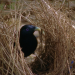 Baumeister der Wildnis