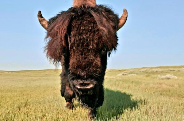 Bild 1 von 3: Das Grasland ist der traditionelle Lebensraum der Präriebisons, die im 19. Jahrhundert fast ausgerottet wurden.