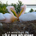 Die Pelikan-Insel