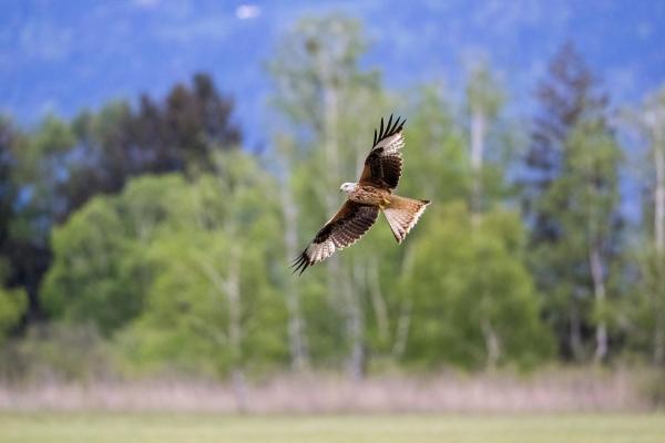 Bild 1 von 15: Im Bild: Der Rotmilan hat sich stark ausgebreitet und ist jetzt ein häufiger Greifvogel im Alpenrheintal.