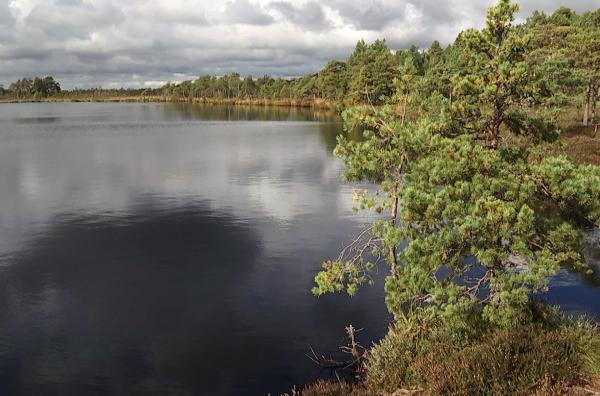 Bild 1 von 4: Das Moor von Öördi gehört zu den großen Mooren in Soomaa. Die Geschichte der Hochmoore reicht bisweilen über 10.000 Jahre zurück.