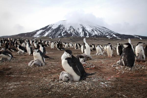 Bild 1 von 15: Über eine Million Kehlstreifpinguine lebt auf der entlegenen Zavodovski Island im großen Südpolarmeer. Es ist die größte Pinguinkolonie der Welt.