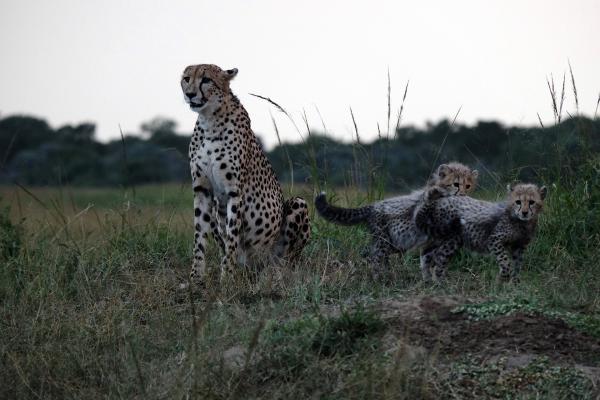 Bild 1 von 9: Gepardweibchen mit ihren Jungen.