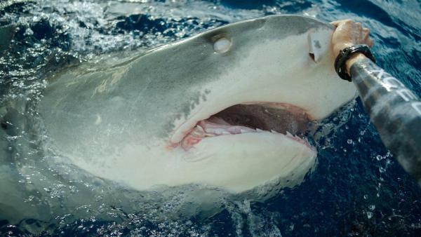 Bild 1 von 33: Im Bild: Juan Olipahnt, Haispezialist, lenkt einen Tigerhai um damit er nicht das anknabbert in Haleiwa auf O?ahu.