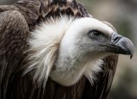 Tierische Killer