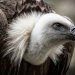 Tierische Killer