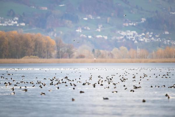 Bild 1 von 15: Im Bild: Zigtausende Enten verbringen den Winter am Bodensee.