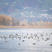 Das Alpenrheintal - Wo sich die Natur neu erfindet