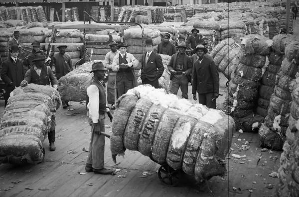 Bild 1 von 5: Auf einer Baumwollfarm in Virginia, USA, circa 1905