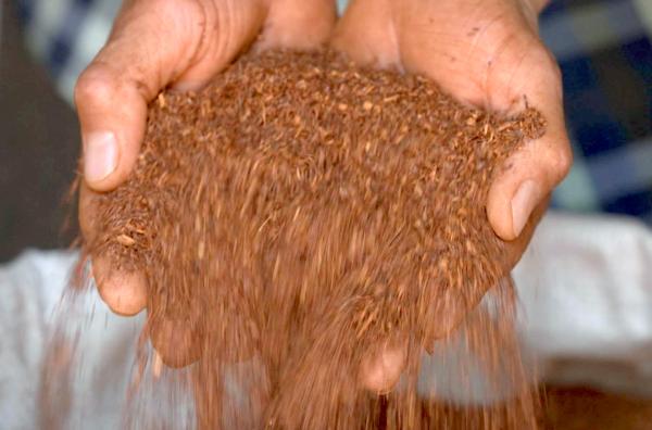 Bild 1 von 3: Der rote, koffeinfreie Rooibos-Tee stammt aus Südafrika. Nur dort wächst der ?Rotbusch?, aus dem das auch im Ausland beliebte Nationalgetränk gewonnen wird.