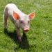 Rennschwein Rudi Rüssel