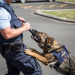 Hunde im Einsatz