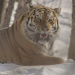 Big Five Asien - Der Amurtiger